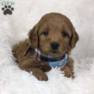 Beau, Mini Goldendoodle Puppy